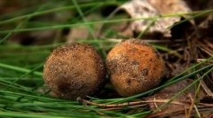 Houba triofel
